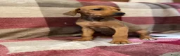 Mixed Breed dogs for sale: 🐾 STUNNING DOBERMAN × LURCHER PUPPIES 🐾 - Advert 4
