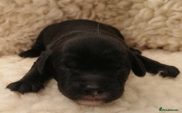 Sproodle dogs for sale: Sproodle F1 Puppies - Image 7
