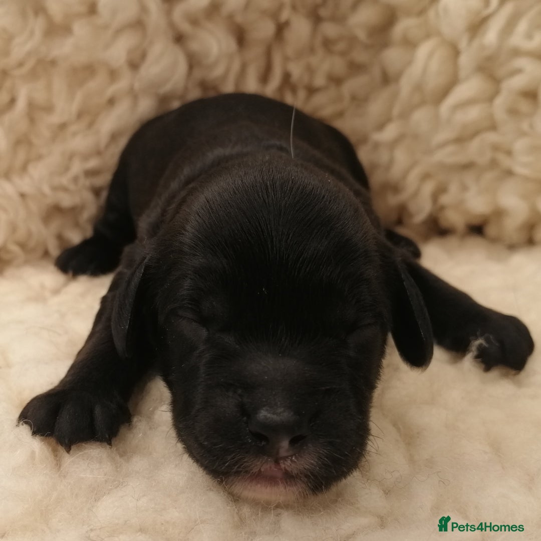 Sproodle dogs for sale: Sproodle F1 Puppies - Image 7