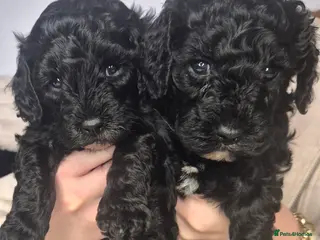 Cavapoo dogs Cavapoo puppys - Advert 3