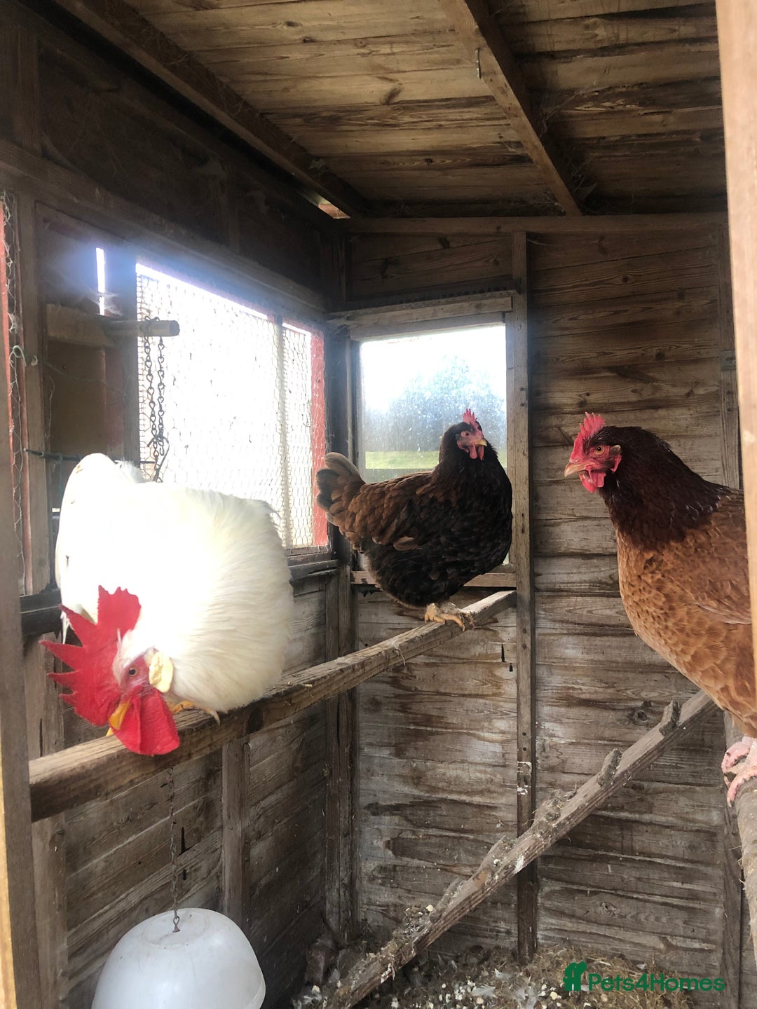 Chickens poultry for sale: Chickens  - Advert 2