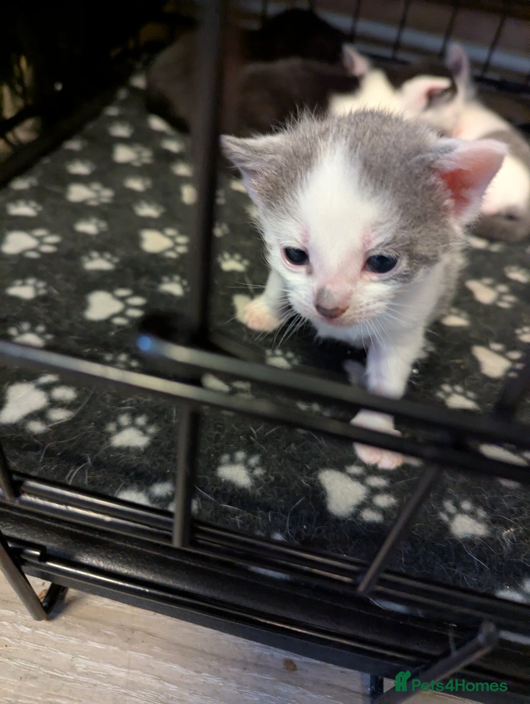 British Shorthair cats for sale: Mixed British Short hair kitten  - Image 5