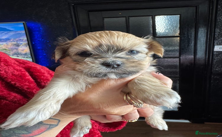 Lhasa Apso dogs for sale - Advert 1