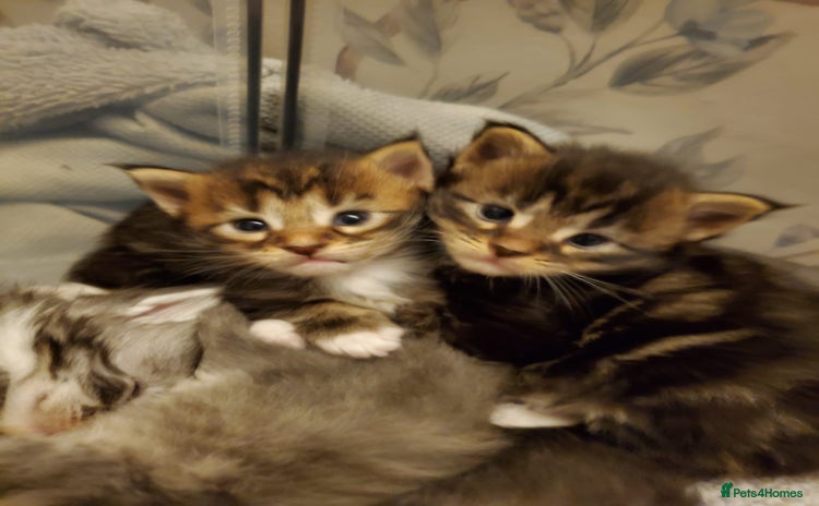 Maine Coon cats - Advert 5