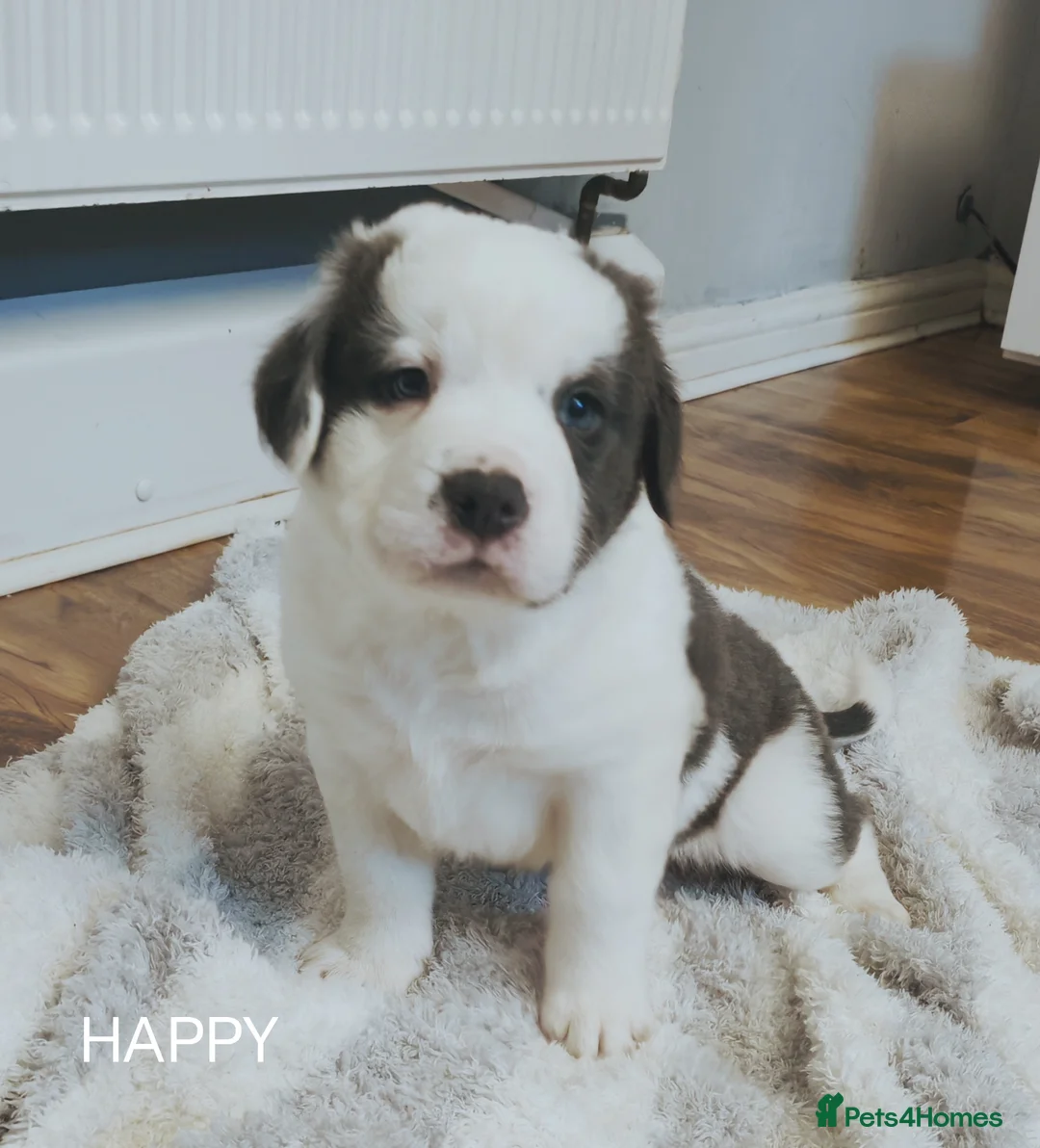 Mixed Breed dogs for sale:  REDUCED!! 2 OLD TYME BORDER COLLIE PUPPIES!  - Advert 29