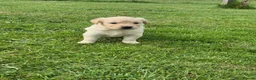 Golden Retriever dogs for sale: KC Registered Golden Retrievers- DNA Health Tested - Advert 11