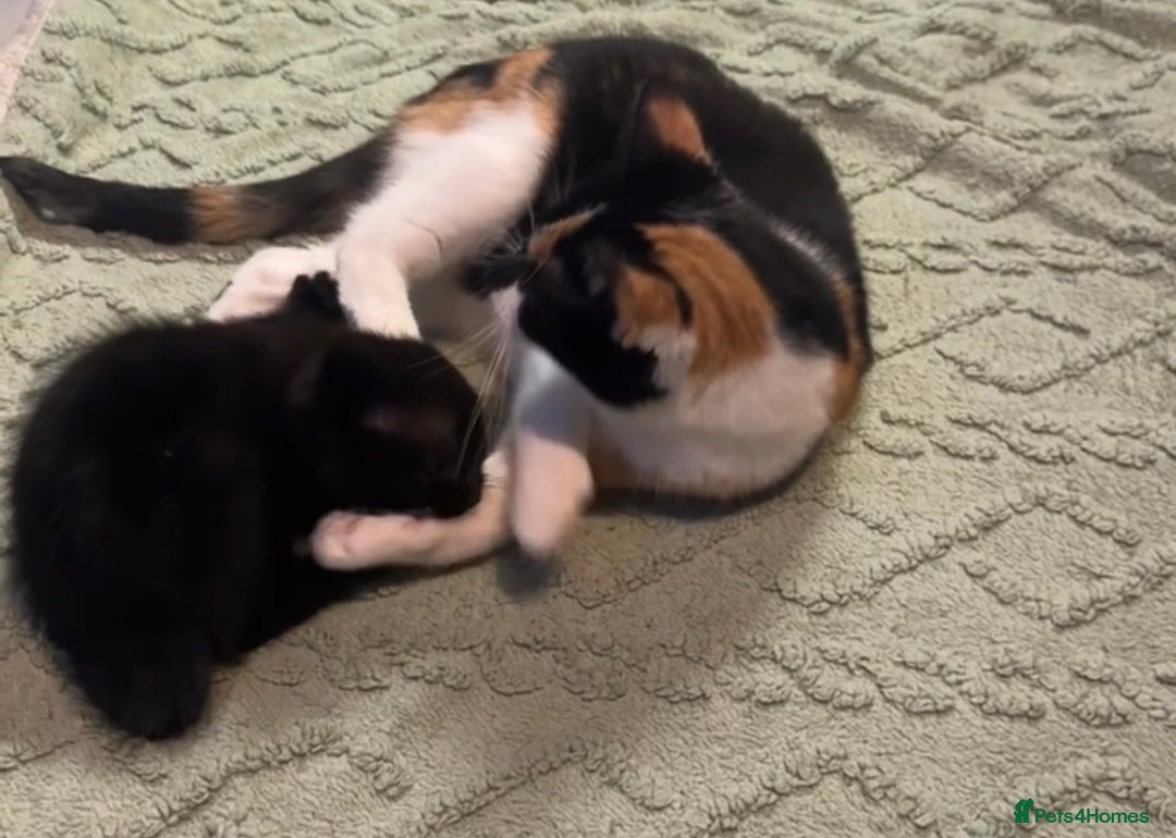 Mixed Breed cats for sale: 1 male kitten available  - Advert 2