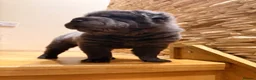 Shar Pei dogs for sale: Two beautiful Blue Shar Pei puppies (Male) - Advert 6