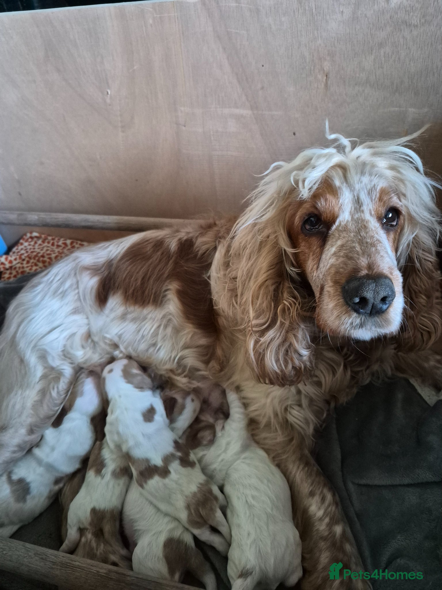 Cocker Spaniel dogs Show Cocker Spaniel - Advert 1