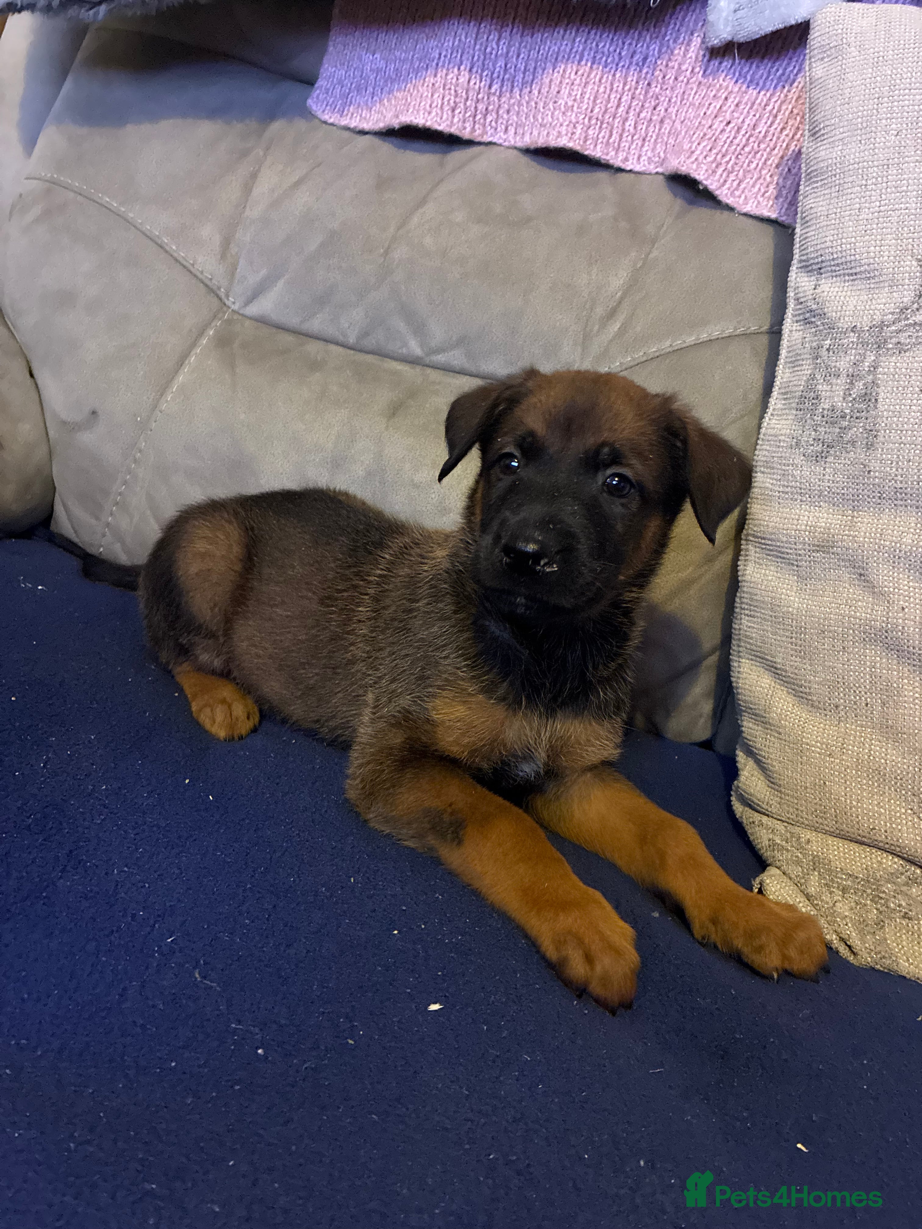 Mixed Breed dogs Doberman X Malanois  - Advert 21