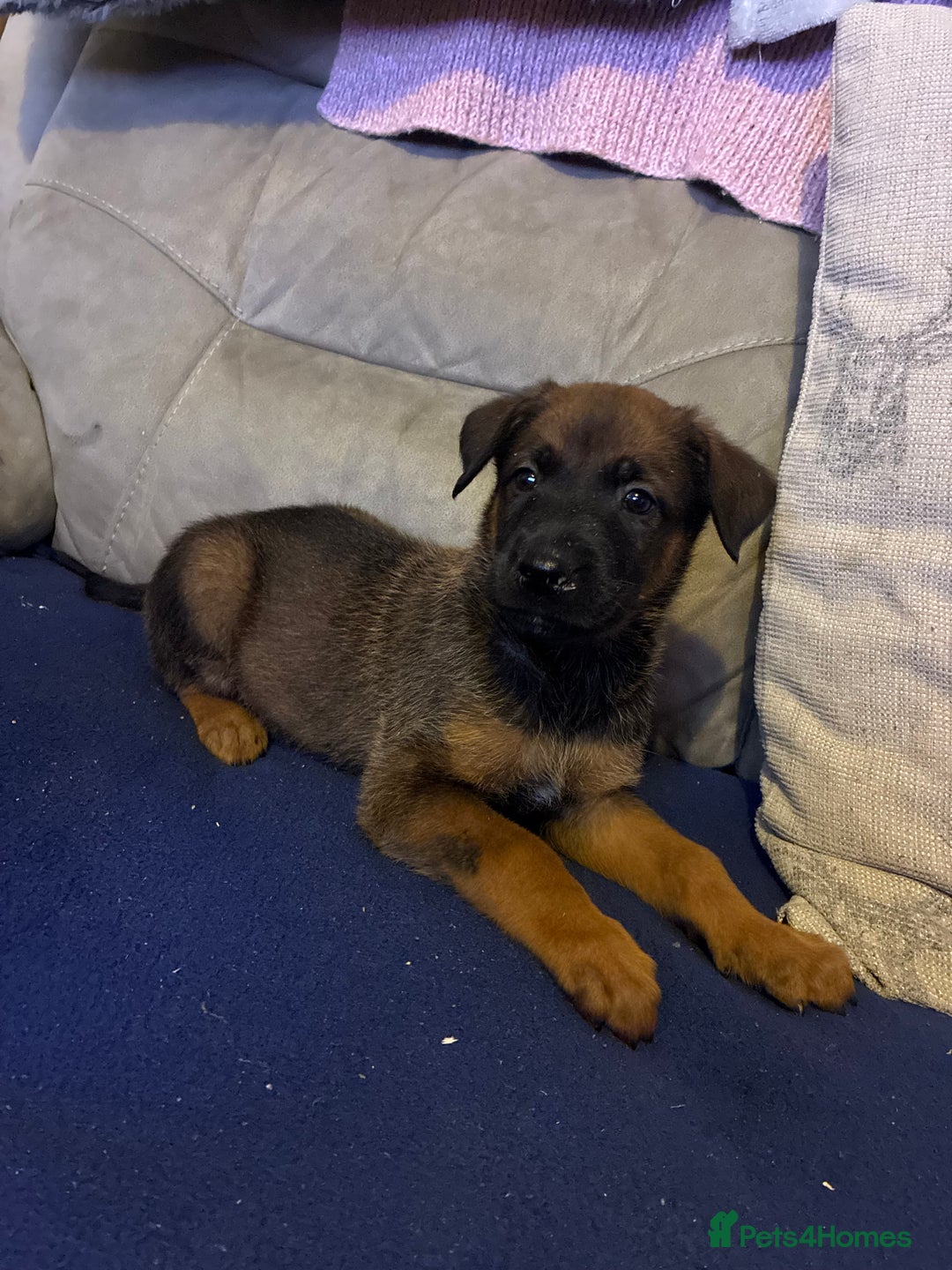 Mixed Breed dogs for sale: Doberman X Malanois  - Image 1
