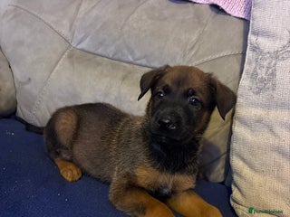 Mixed Breed dogs - Advert 7