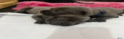 Cane Corso dogs for sale: EXCEPTIONAL CANE CORSO PUPPIES - Advert 7