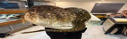 Python Snake reptiles for sale: Python (large) - Advert 2
