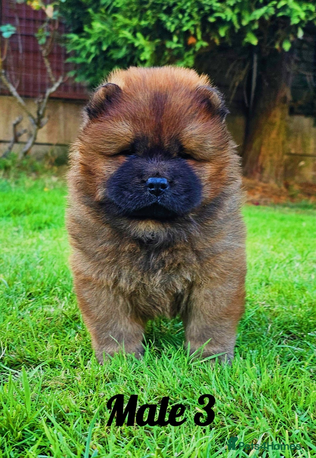 Chow Chow dogs for sale: Crufts Best of Breed pedigree  - Image 6