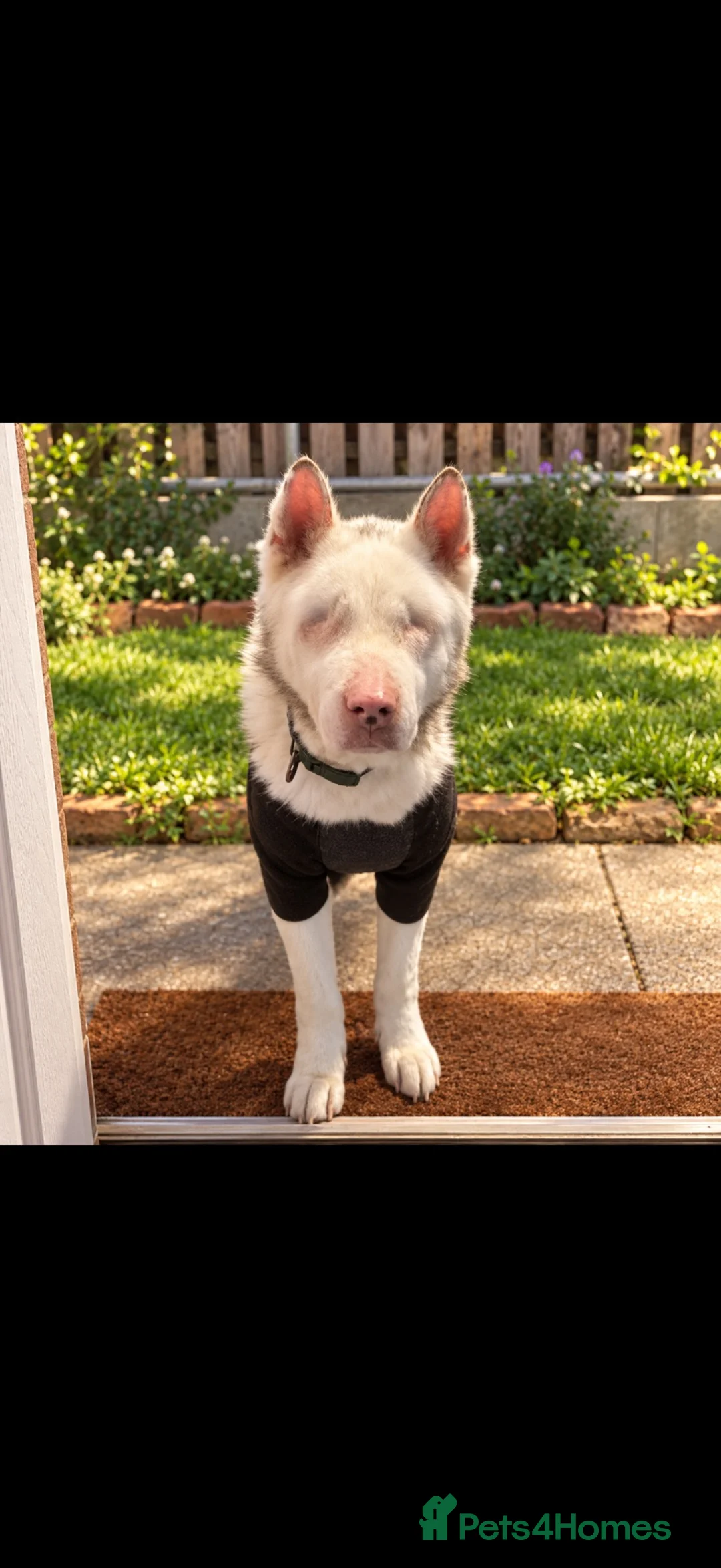 Akita dogs for sale: Urgent Adoption  - Advert 1