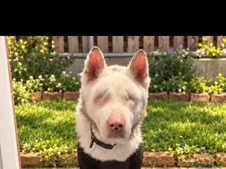 Akita dogs Urgent Adoption - Advert 4
