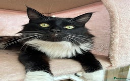 Maine Coon cats for sale: X Maine coon kits - Image 24