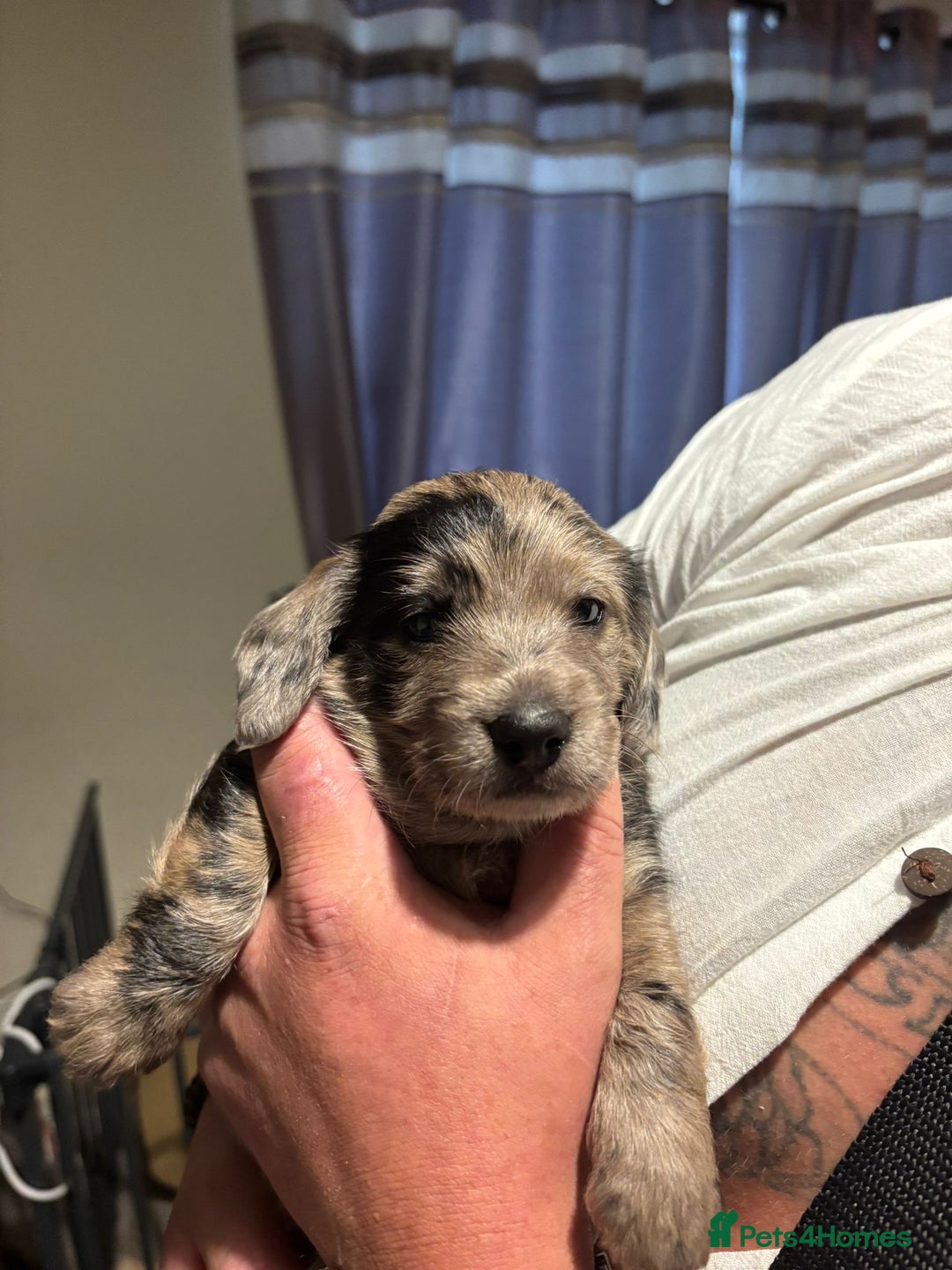 Doxiepoo dogs for sale: Doxiepoo f1 - Image 19