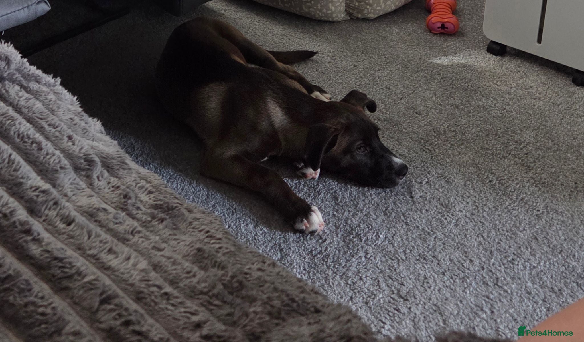 Mixed Breed dogs Beautiful cross husky x cane corso - Advert 1
