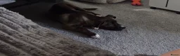 Mixed Breed dogs for sale: Beautiful cross husky x cane corso - Advert 1