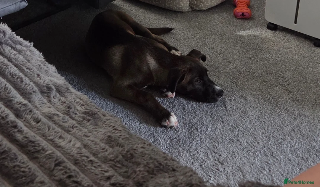 Mixed Breed dogs for sale: Beautiful cross husky x cane corso - Advert 1