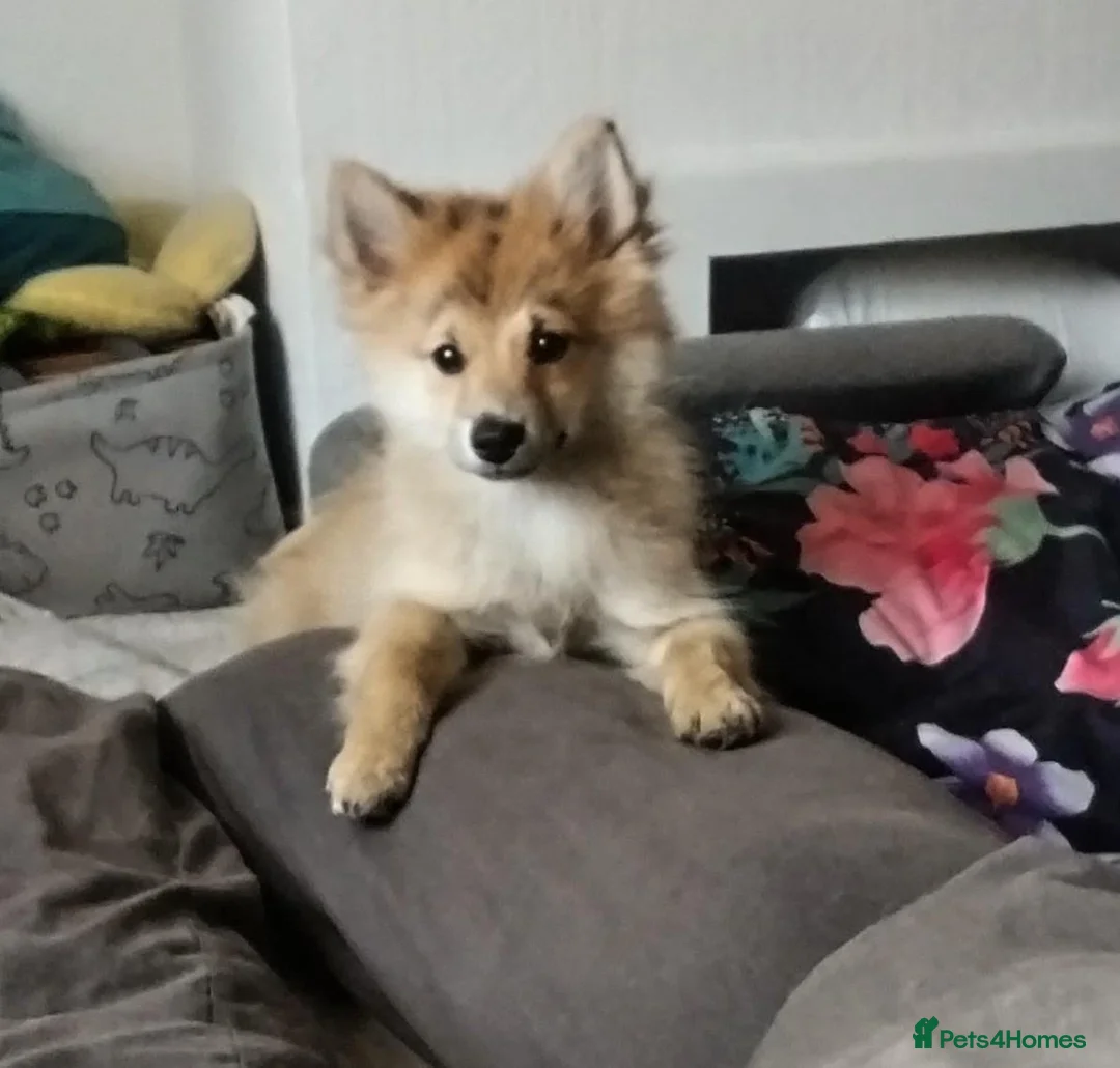 Pomeranian dogs for sale: Pomeranian  - Advert 1