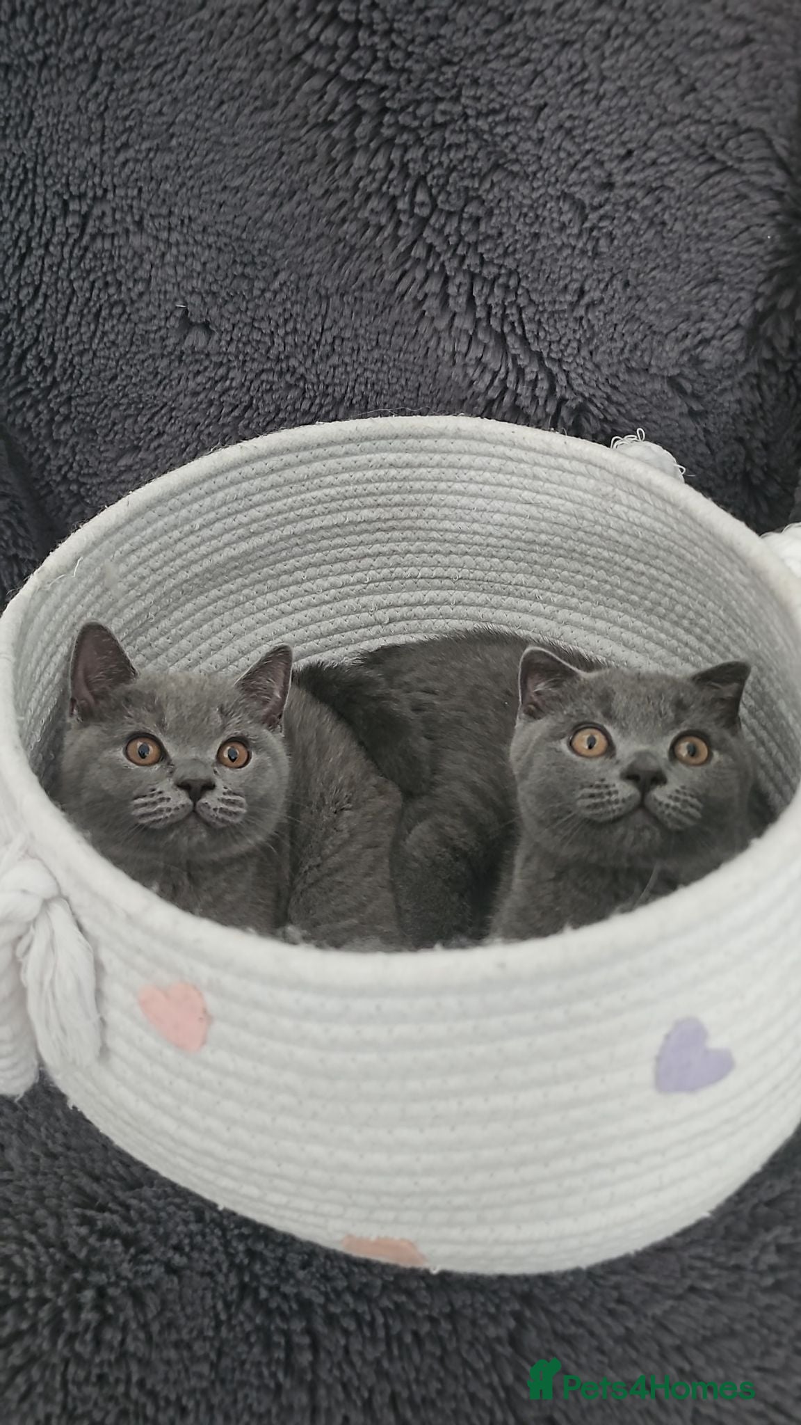 Scottish Fold cats READY TO LEAVE NOW! 2 Scottish Fold Kittens - Advert 1