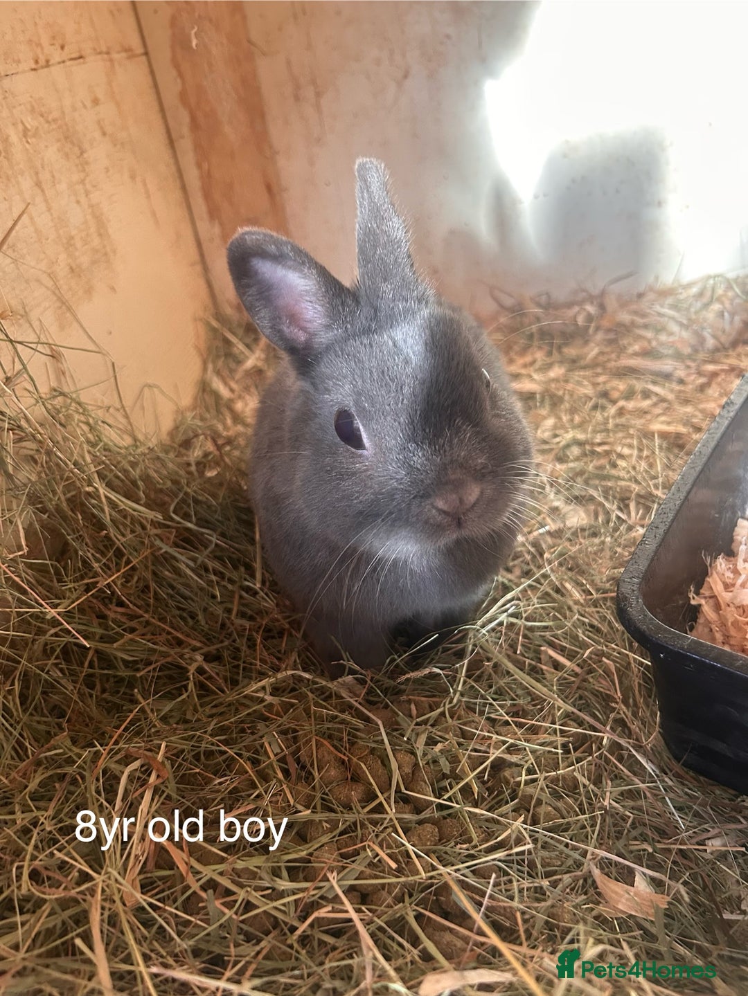 Netherland Dwarf rabbits for sale: Netherland dwarfs bunny’s for sale - Image 1