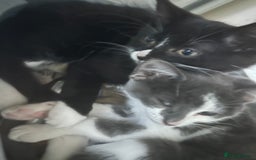 Mixed Breed cats for sale: Female kitten looking for home - Image 17