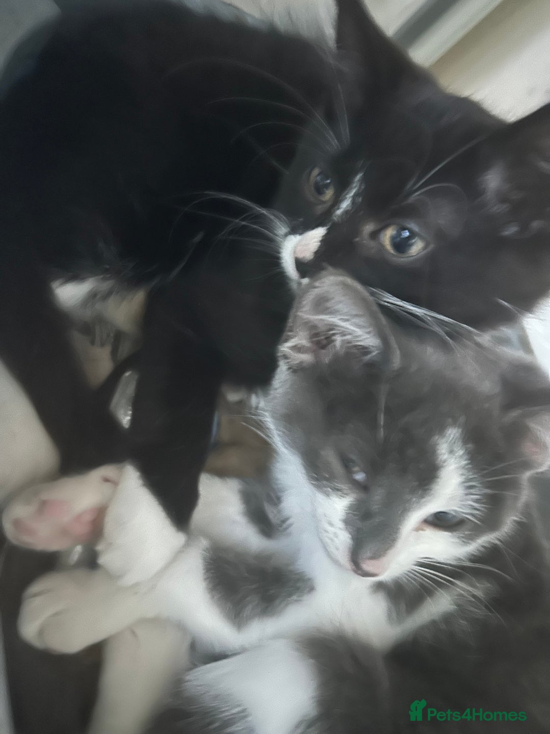 Mixed Breed cats for sale: Female kitten looking for home - Image 17