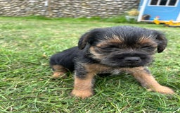 Border Terrier dogs for sale: Two beautiful Border Terriers dog puppies - Image 10