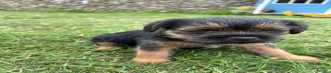 Border Terrier Puppy 1