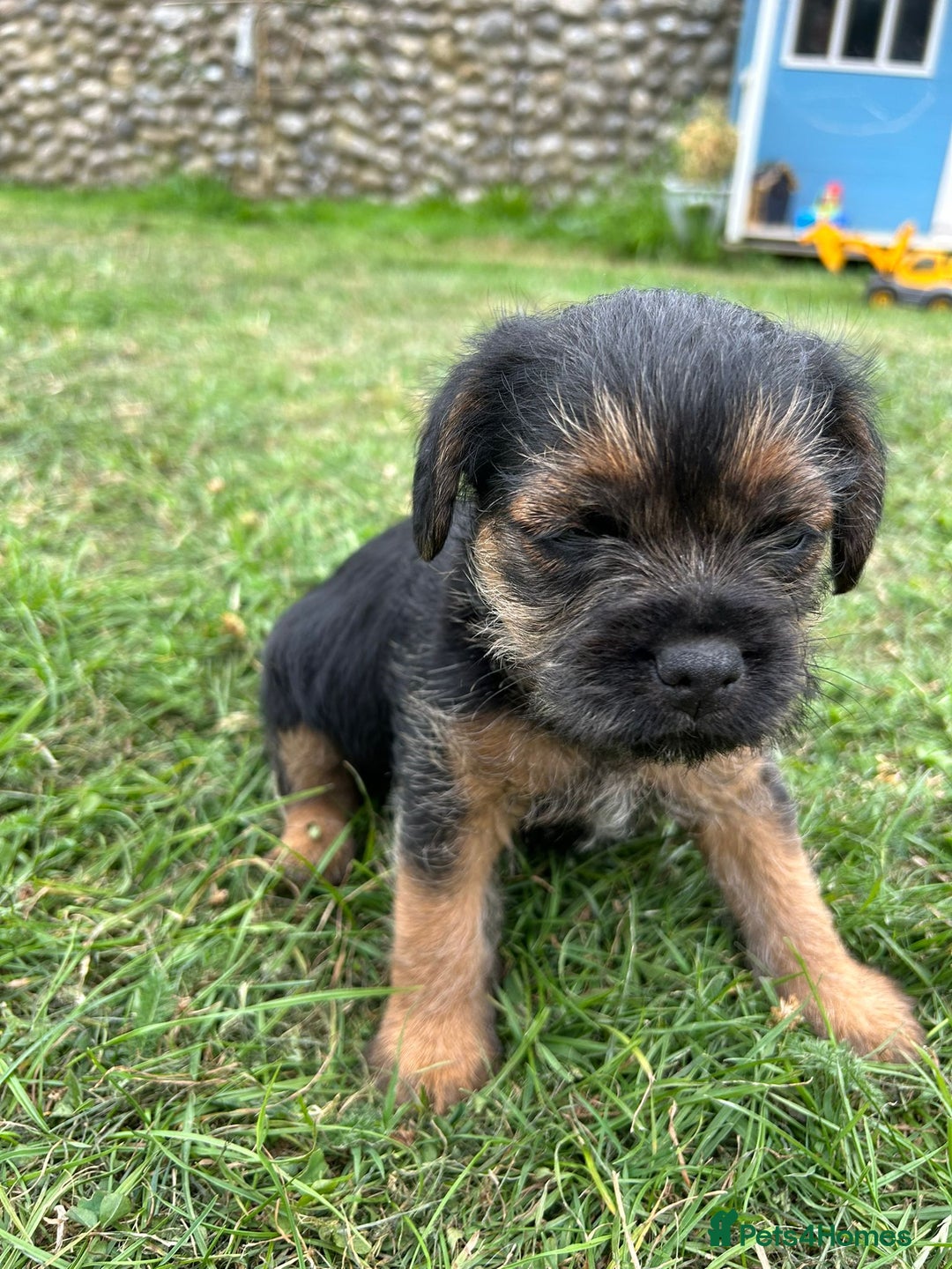 Border Terrier dogs for sale: Two beautiful Border Terriers dog puppies - Image 10