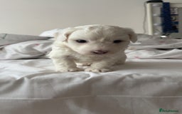 Bichon Frise dogs for sale:  bichon puppies for sale  - Advert 8