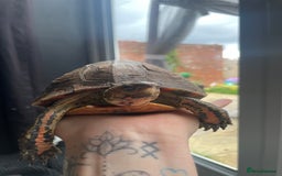 Turtle reptiles for sale: Wood painted turtle  - Image 1