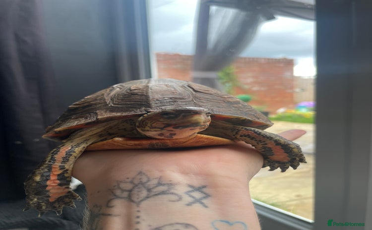 Turtle reptiles - Advert 1