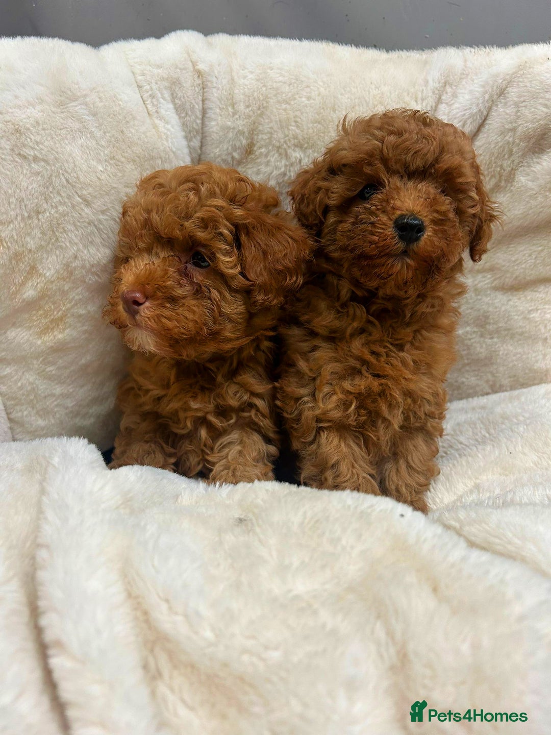 Toy Poodle dogs for sale: Top Quality Red KC Reg. Toy Poodle Puppies - Advert 1