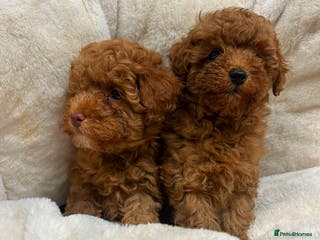 Toy Poodle dogs Top Quality Red KC Reg. Toy Poodle Puppies - Advert 1