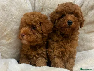 Toy Poodle dogs Top Quality Red KC Reg. Toy Poodle Puppies - Advert 14