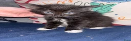 British Longhair cats for sale: Fluffy kittens for sale  - Advert 7