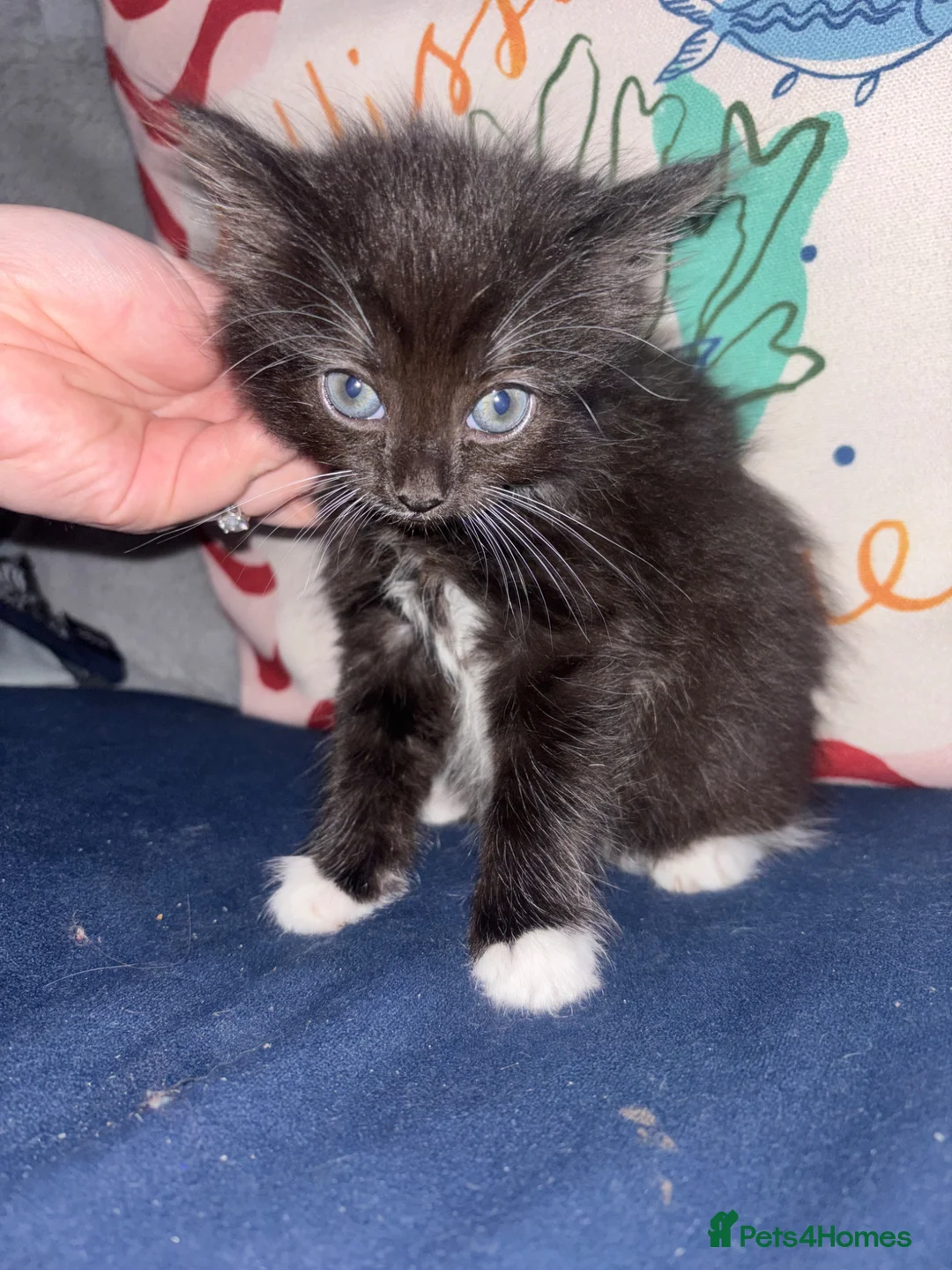 British Longhair cats for sale: Fluffy kittens for sale  - Advert 7