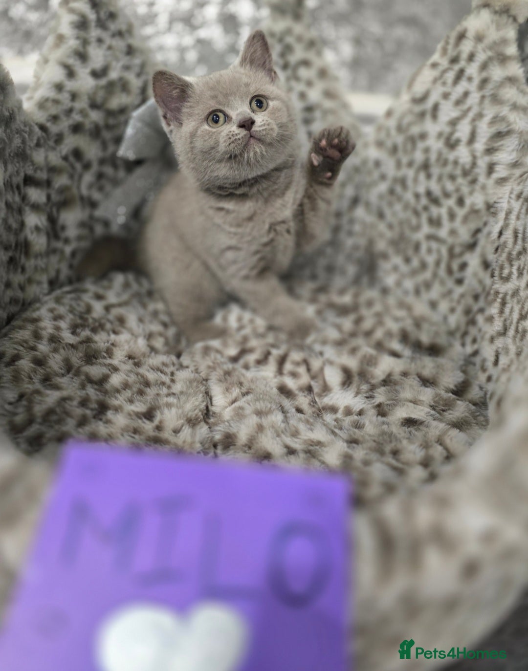 British Shorthair cats for sale: 🩷💜Beautiful British shorthair kittens 💜🩷 - Advert 11