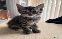 Domestic Shorthair cats for sale: grey Kitten Domestic shorthair  - Image 3