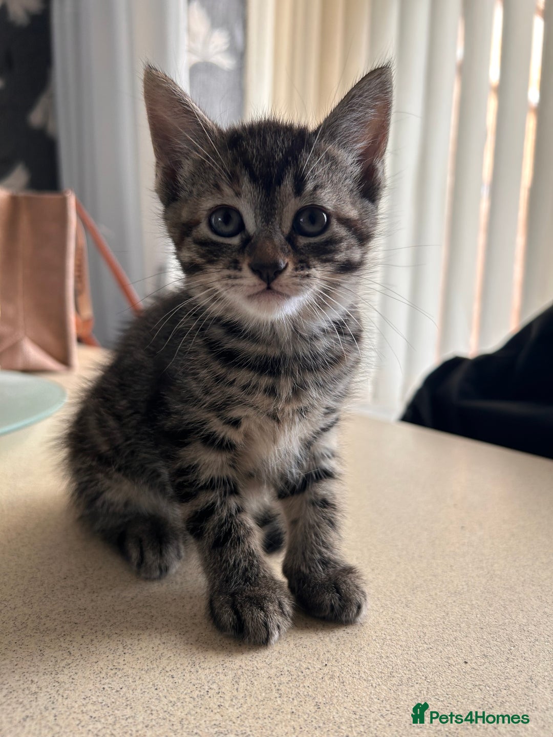 Domestic Shorthair cats for sale: grey Kitten Domestic shorthair  - Image 3