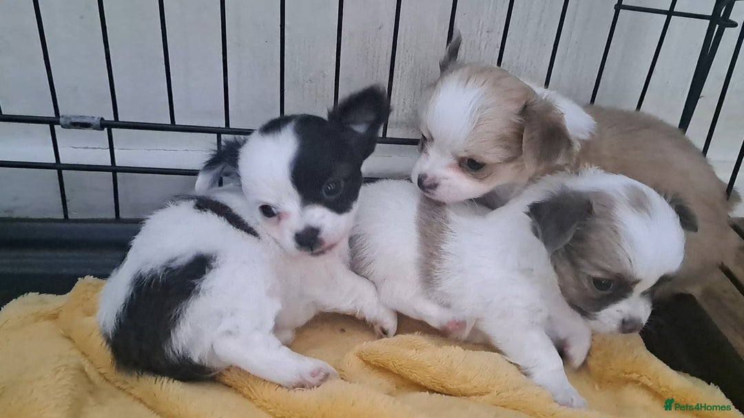 Chihuahua dogs for sale: Long Coat Chihuahua puppies - Image 3