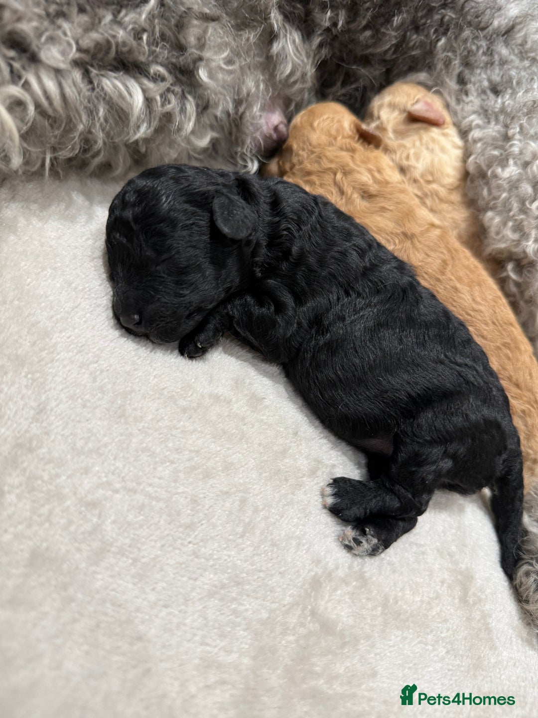 Toy Poodle dogs for sale: Adorable Toy Poodle Puppies  - Image 13