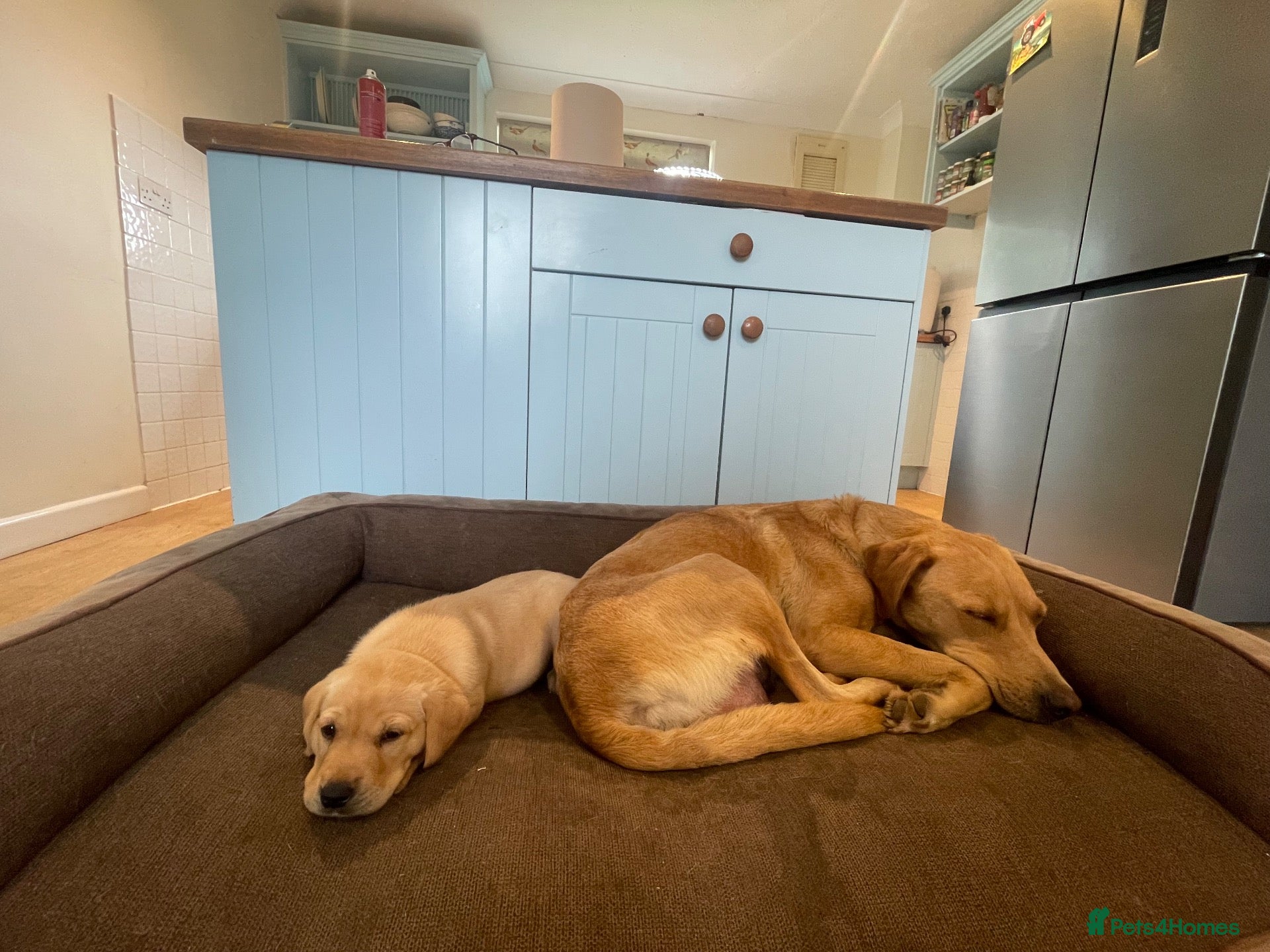 Labrador Retriever dogs for sale: 2 boys for sale, 1 golden & 1 black - Advert 19