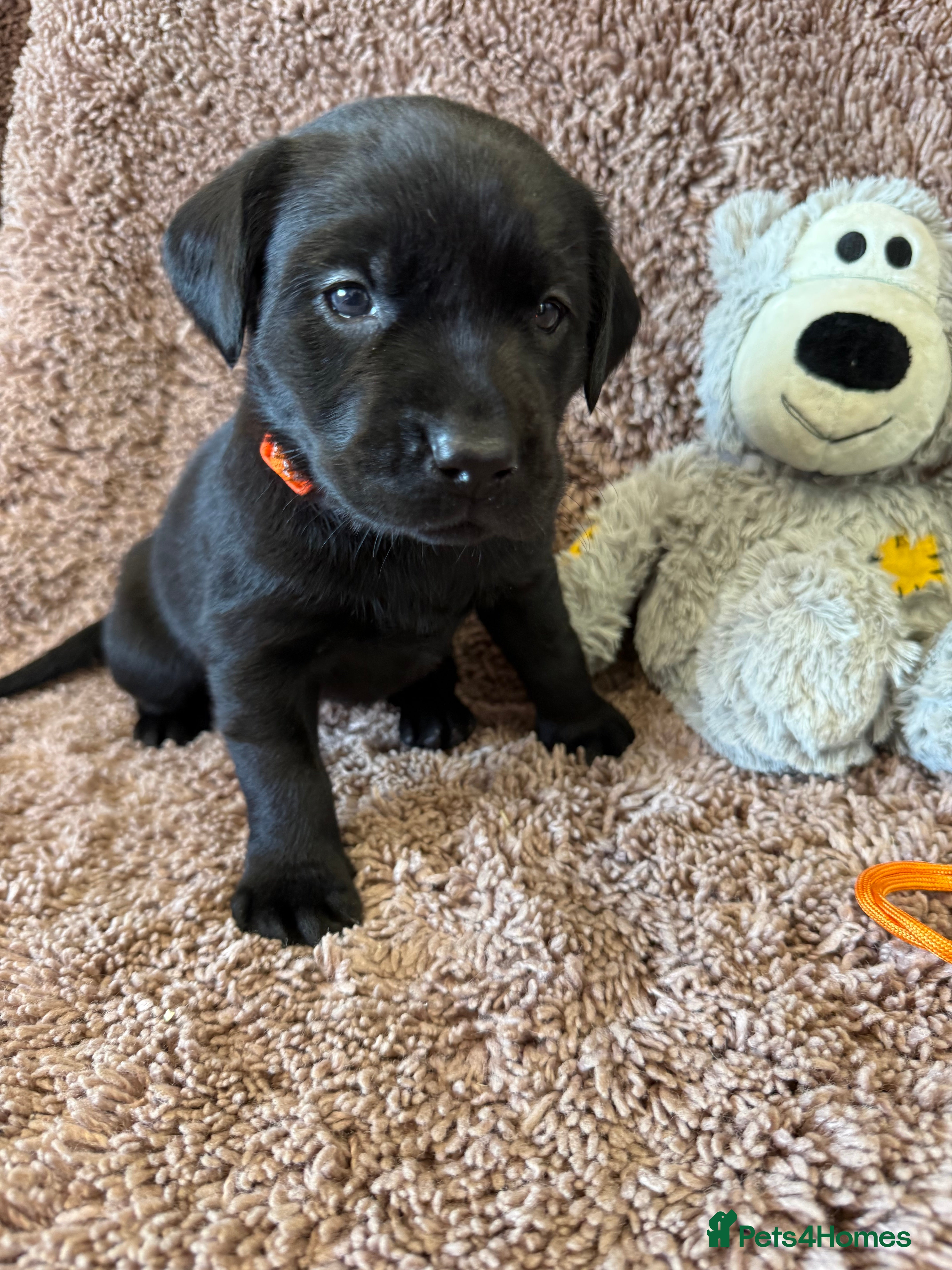 Labrador Retriever dogs 🐾7 Stunning Labrador Puppy’s 👀 🏡 🐾 - Advert 2