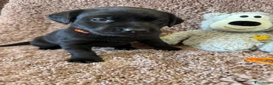 Labrador Retriever 6